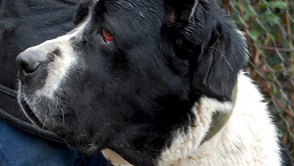 Mittelasiatischer Schäferhund alabai