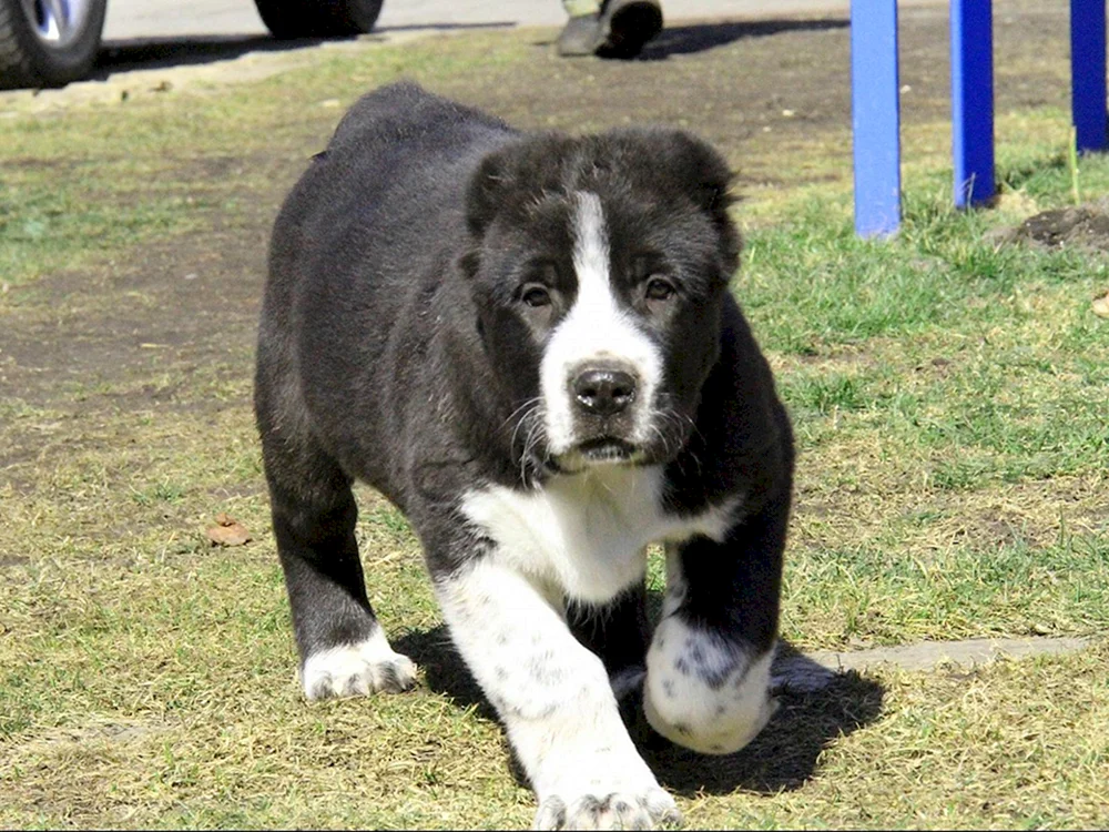 Mittelasiatischer Schäferhund alabai schwarz