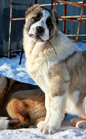 Zentralasiatischer Hirtenhund Alabai