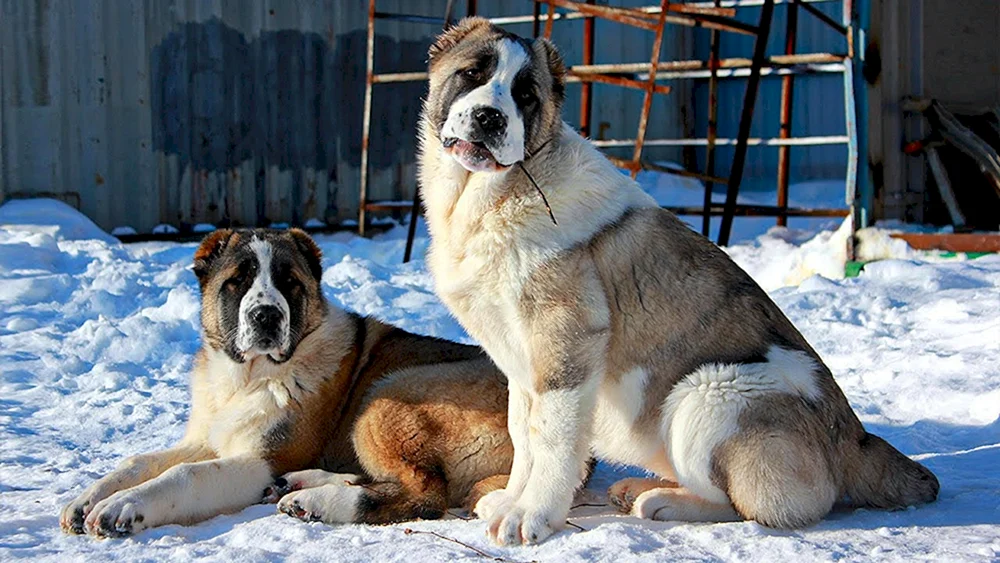 Zentralasiatischer Hirtenhund Alabai