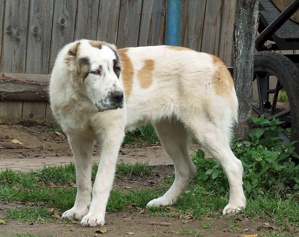 Mittelasiatischer Hirtenhund Alabai