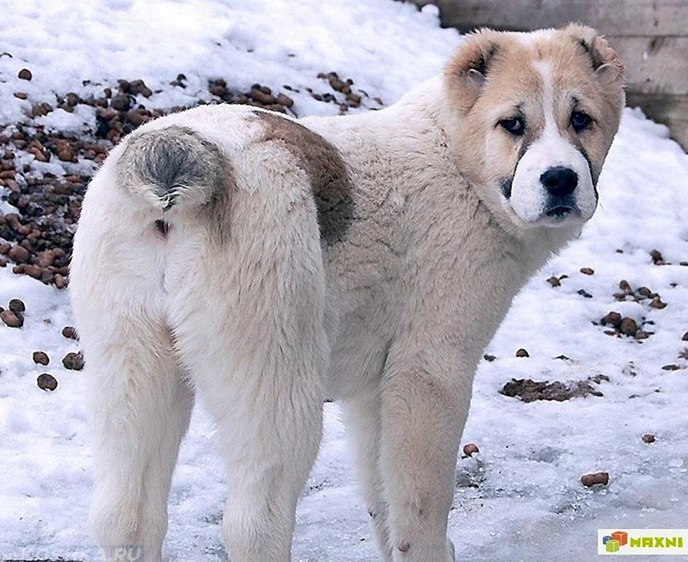 Mittelasiatischer Hirtenhund Alabai
