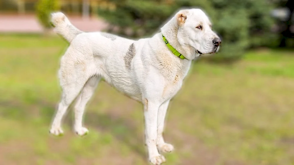 Mittelasiatischer Schäferhund alabai