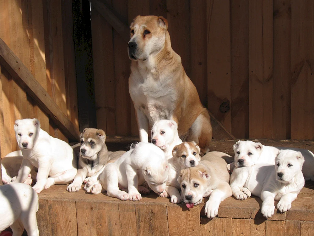 Mittelasiatischer Schäferhund alabai
