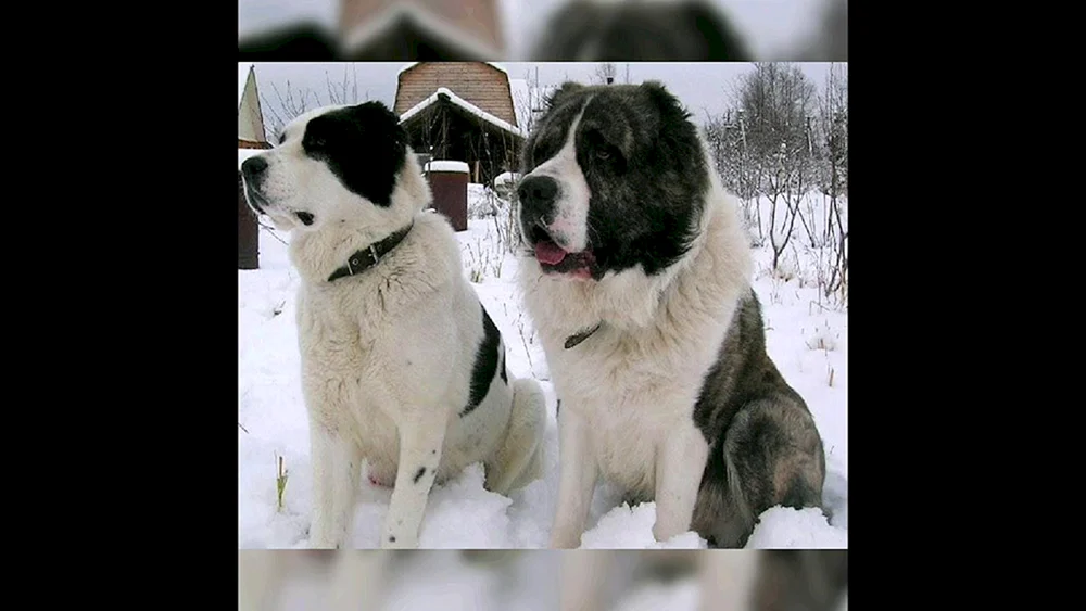 Mittelasiatischer Schäferhund alabai