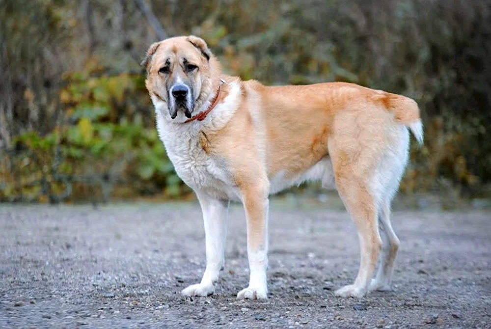 Mittelasiatischer Schäferhund alabai