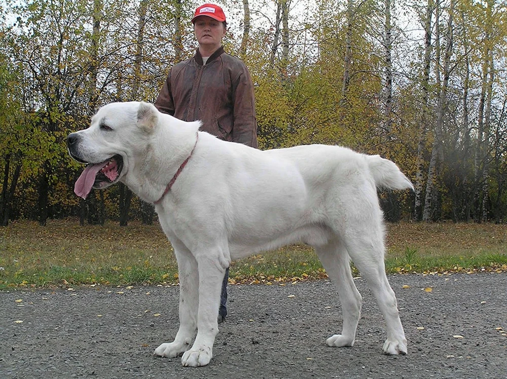 Mittelasiatischer Schäferhund alabai alabai