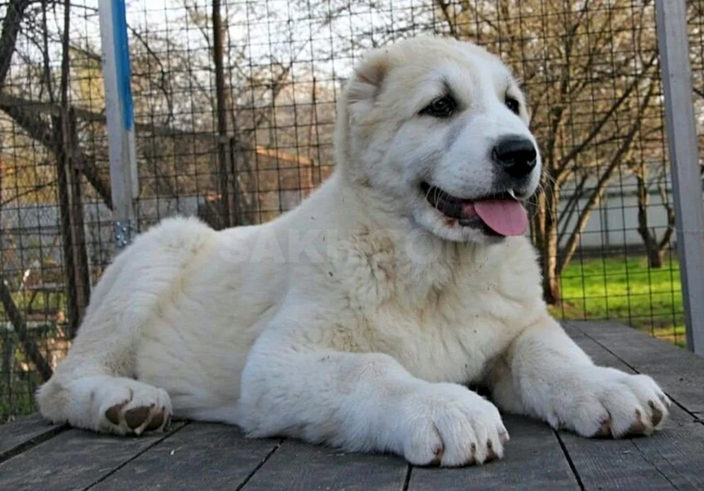 Mittelasiatischer Schäferhund alabai