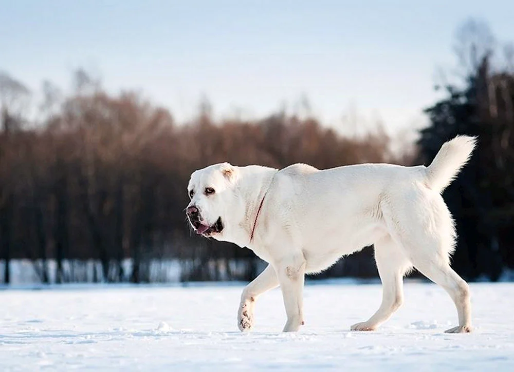Mittelasiatischer Schäferhund alabai