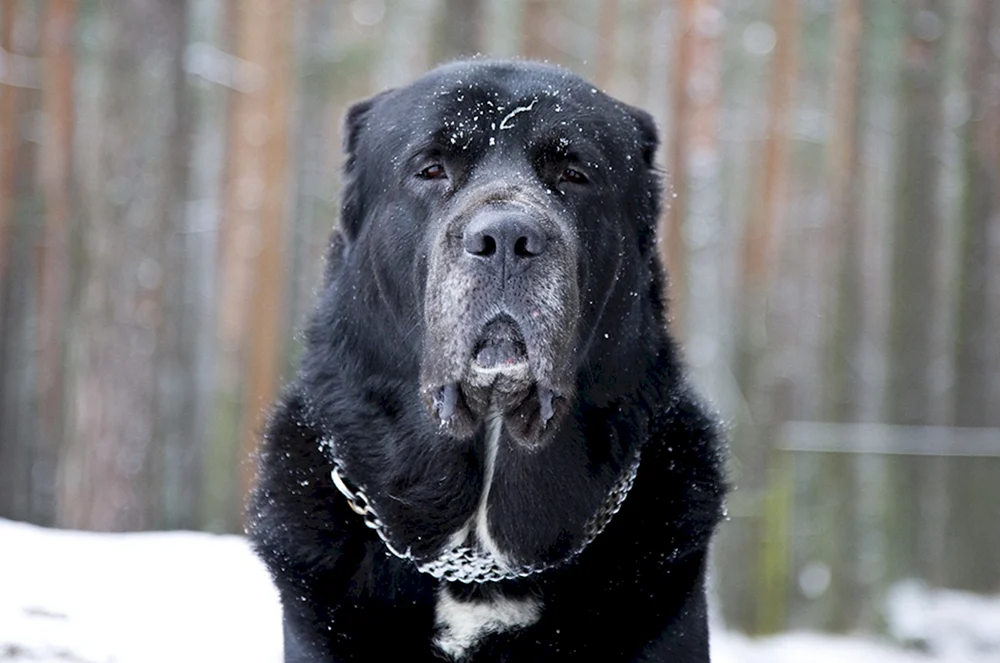 Mittelasiatischer Schäferhund alabai