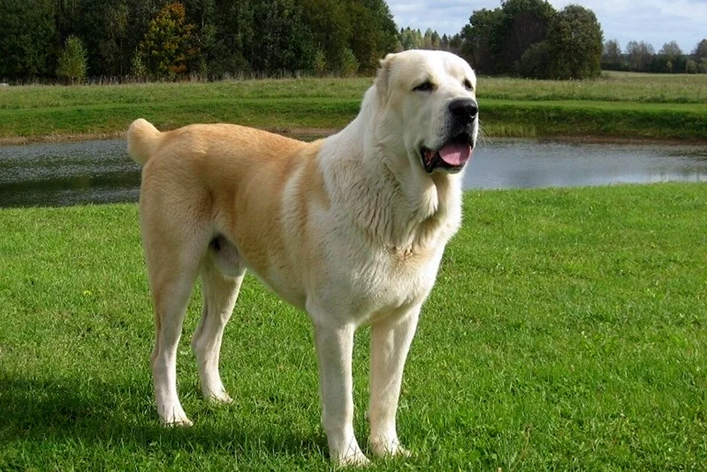 Mittelasiatischer Schäferhund alabai