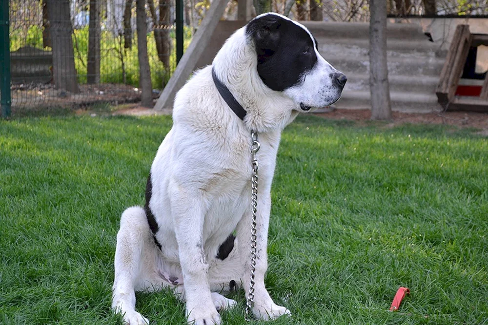 Mittelasiatischer Schäferhund Alabai Bulldozer