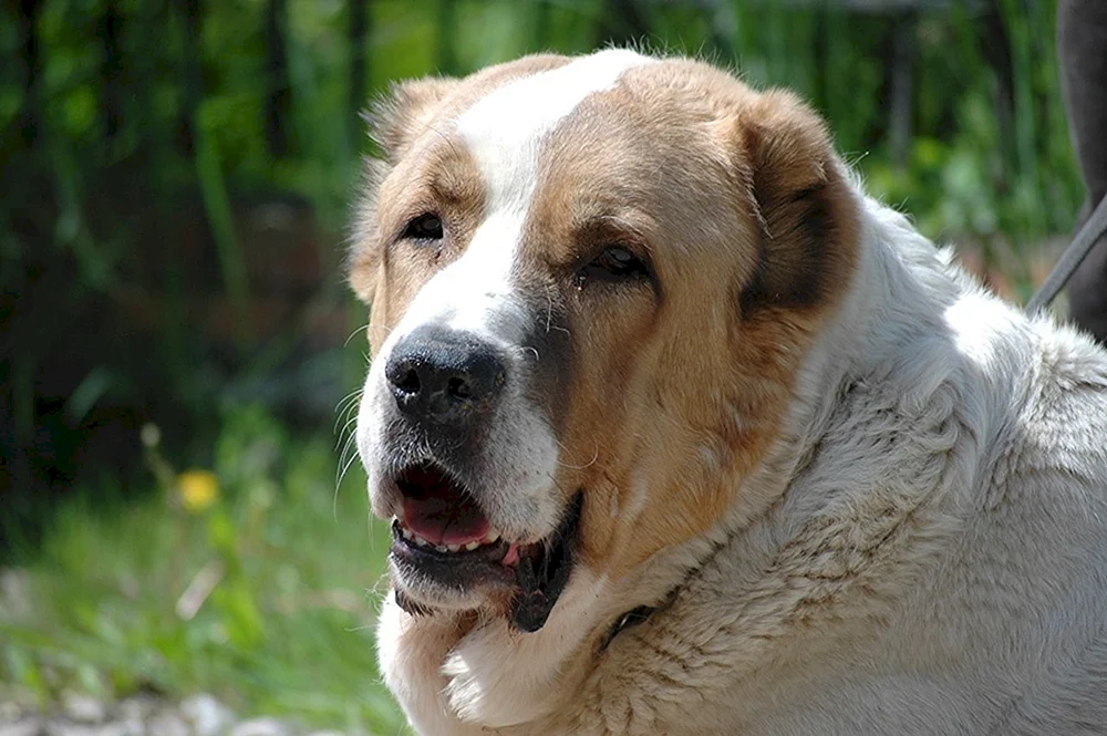 Mittelasiatischer Schäferhund alabai alabai