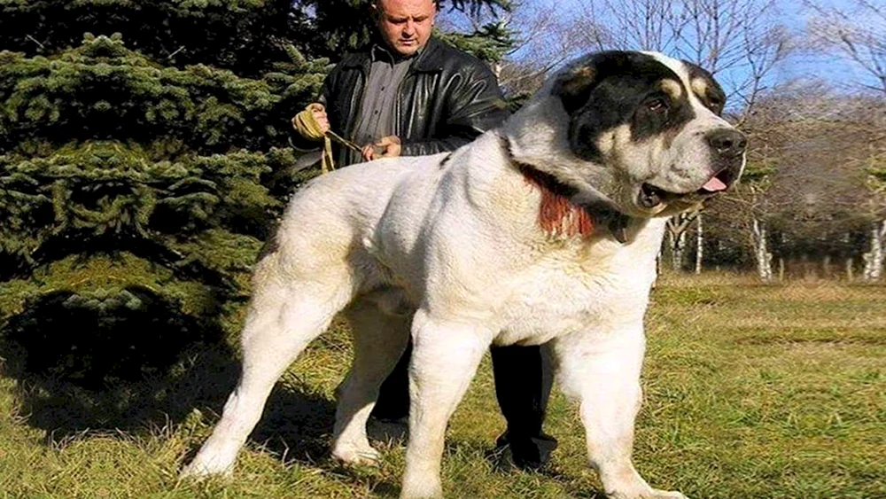 Mittelasiatischer Schäferhund alabai