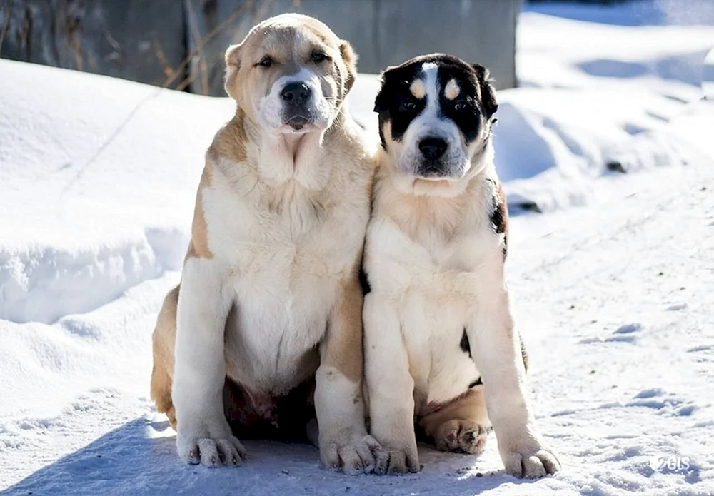 Mittelasiatischer Schäferhund alabai