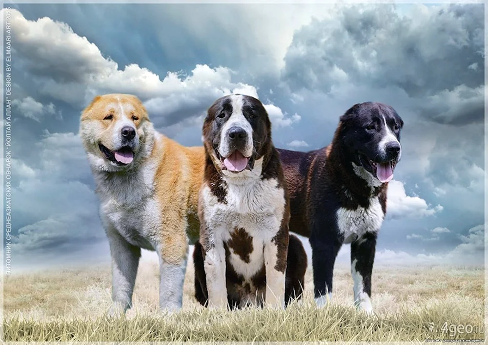 Mittelasiatischer Schäferhund alabai
