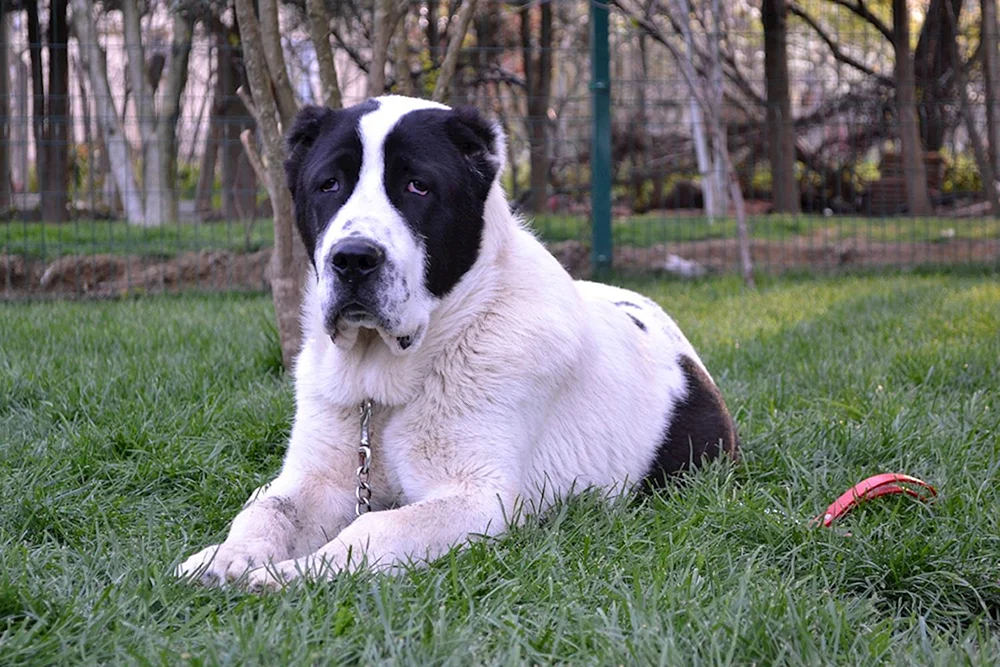 Türkischer Schäferhund. Kangal