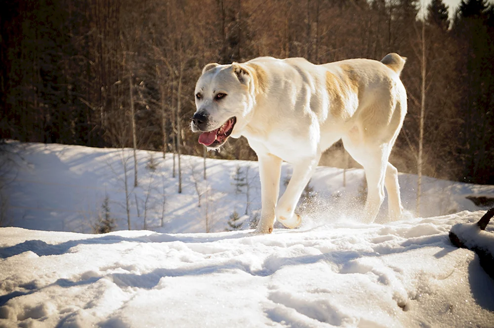 Tibetischer Mastiff und Wolfshund Alabai.