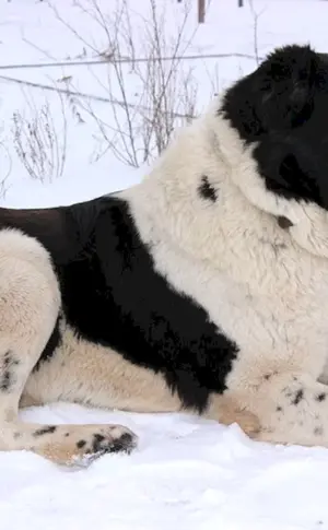 Mittelasiatischer Schäferhund alabai weiß