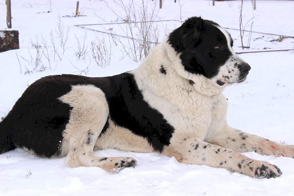 Mittelasiatischer Schäferhund alabai weiß