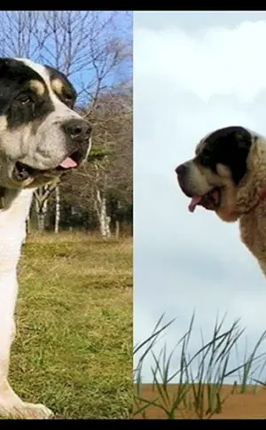 Zentralasiatischer Schäferhund Alabai Bulldozer