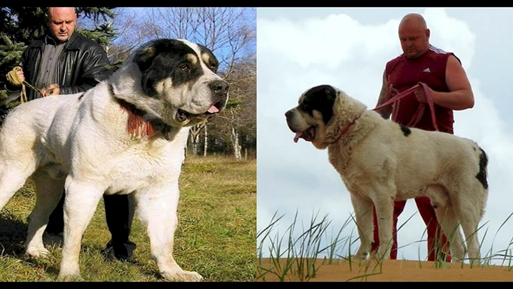 Zentralasiatischer Schäferhund Alabai Bulldozer