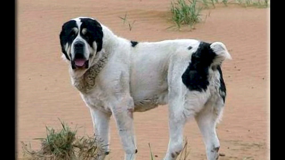 Mittelasiatischer Schäferhund Alabai Bulldozer