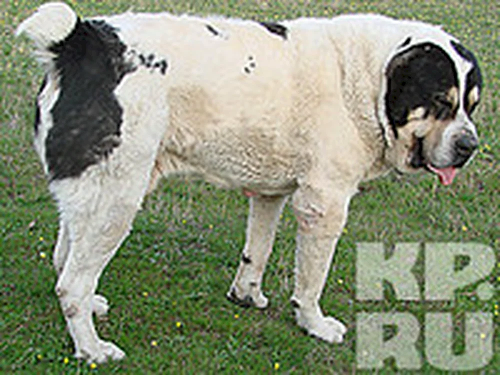 Mittelasiatischer Schäferhund Alabai Bulldozer