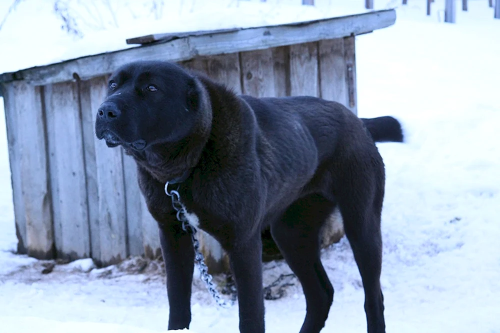 Mittelasiatischer Schäferhund alabai schwarz
