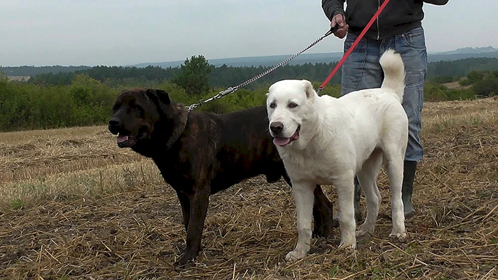 Mittelasiatischer Schäferhund bulldozer