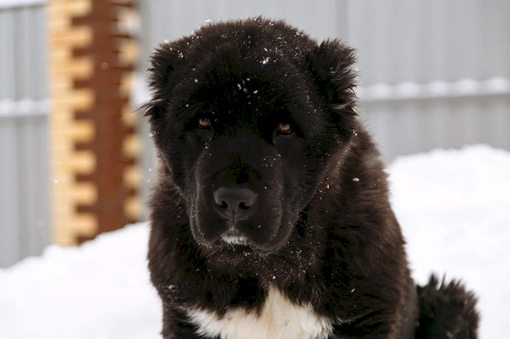 Mittelasiatischer Schäferhund alabai schwarz Wolfshund alabai