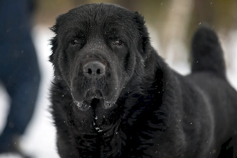 Mittelasiatischer Schäferhund alabai schwarz