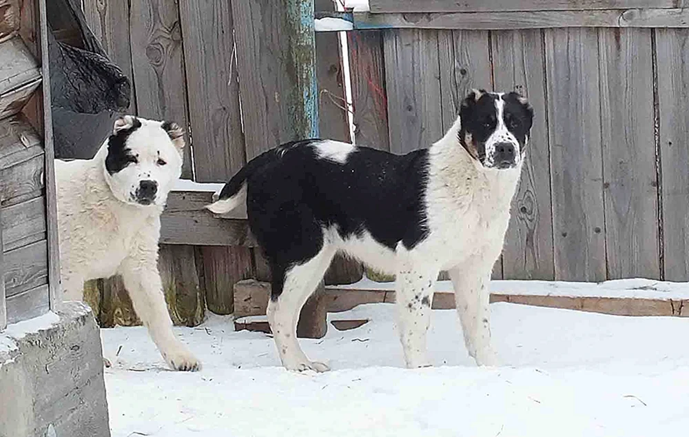 Mittelasiatischer Schäferhund kurzhaarig