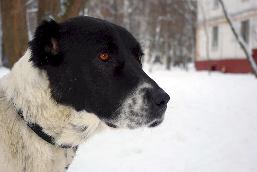 Mittelasiatischer Schäferhund alabai schwarz