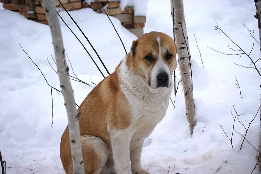 Mittelasiatischer Schäferhund alabai rot