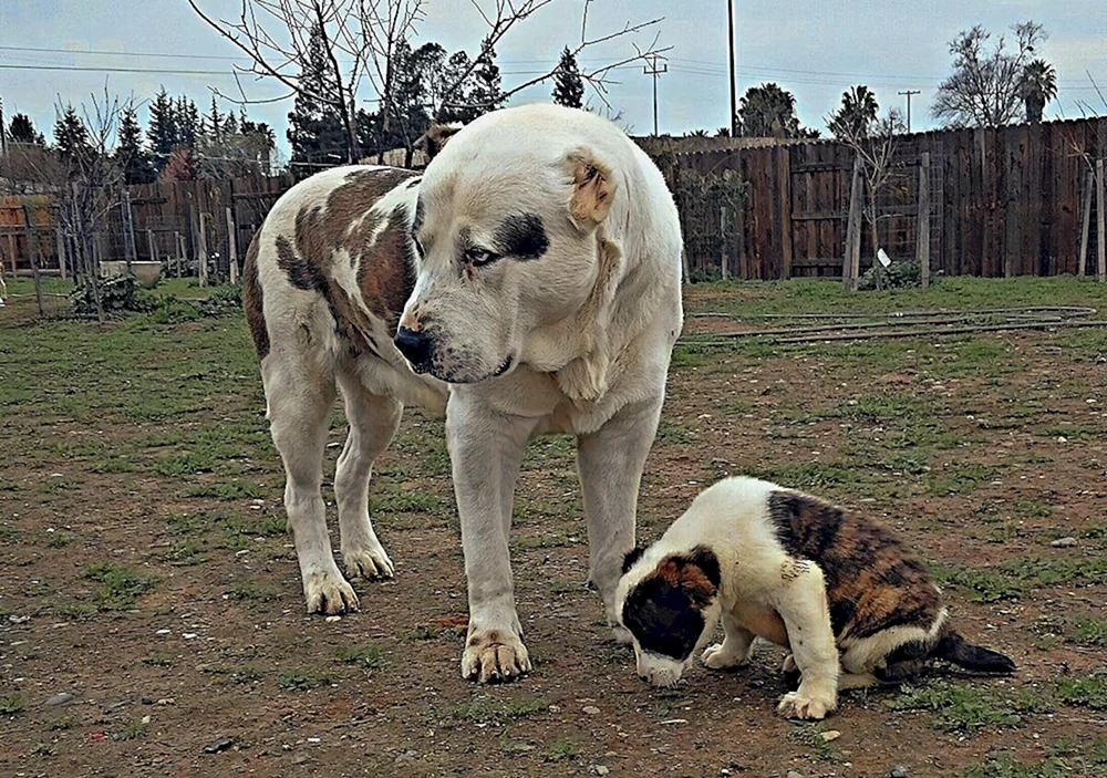 Türkischer Wolfshund Kangal Alabai