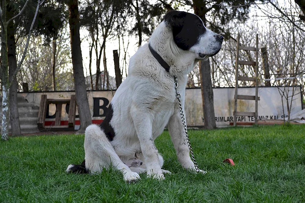Mittelasiatischer Schäferhund alabai