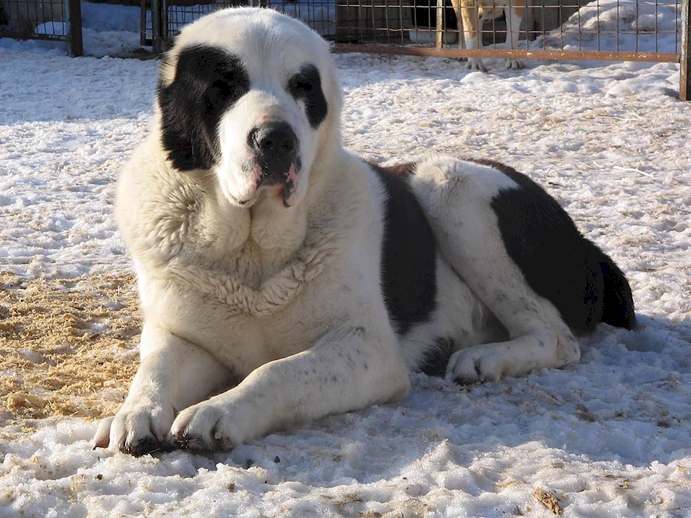 Mittelasiatischer Schäferhund alabai
