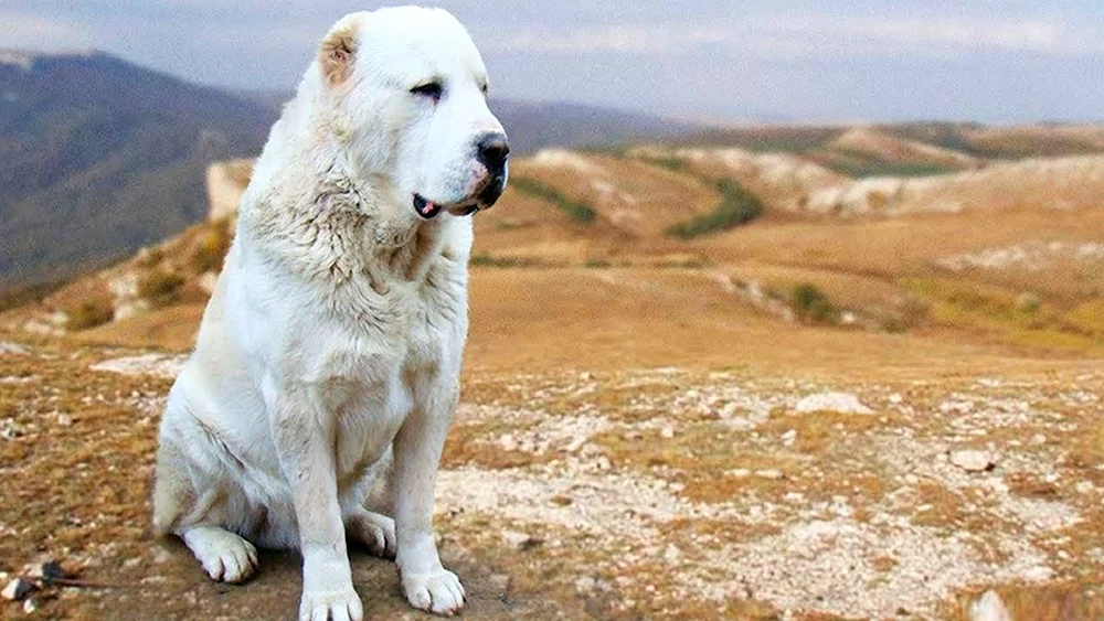 Mittelasiatischer Schäferhund Bulldozer