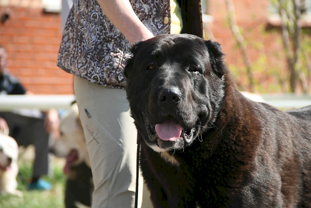 Mittelasiatischer Schäferhund alabai schwarz