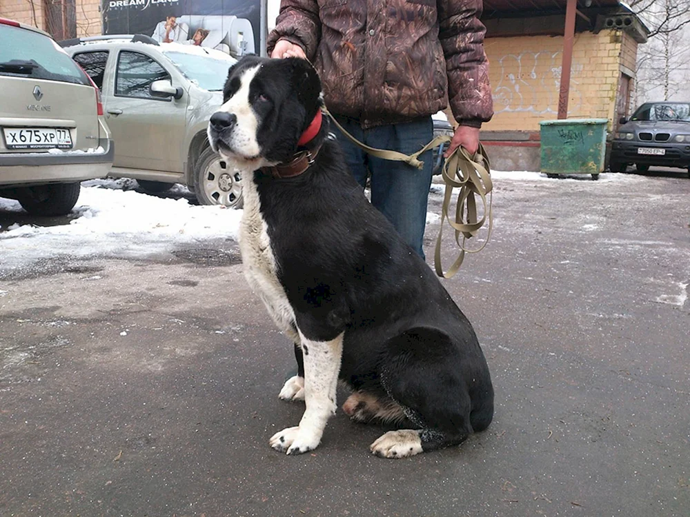 Mittelasiatischer Schäferhund alabai schwarz