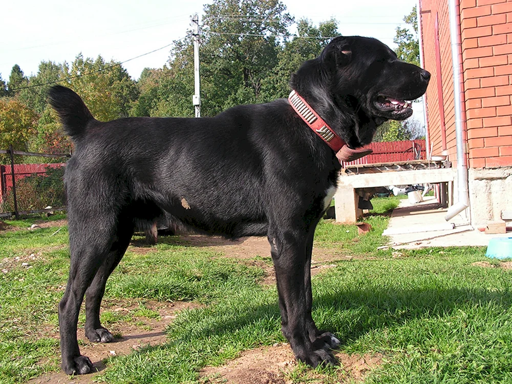 Mittelasiatischer Schäferhund alabai schwarz