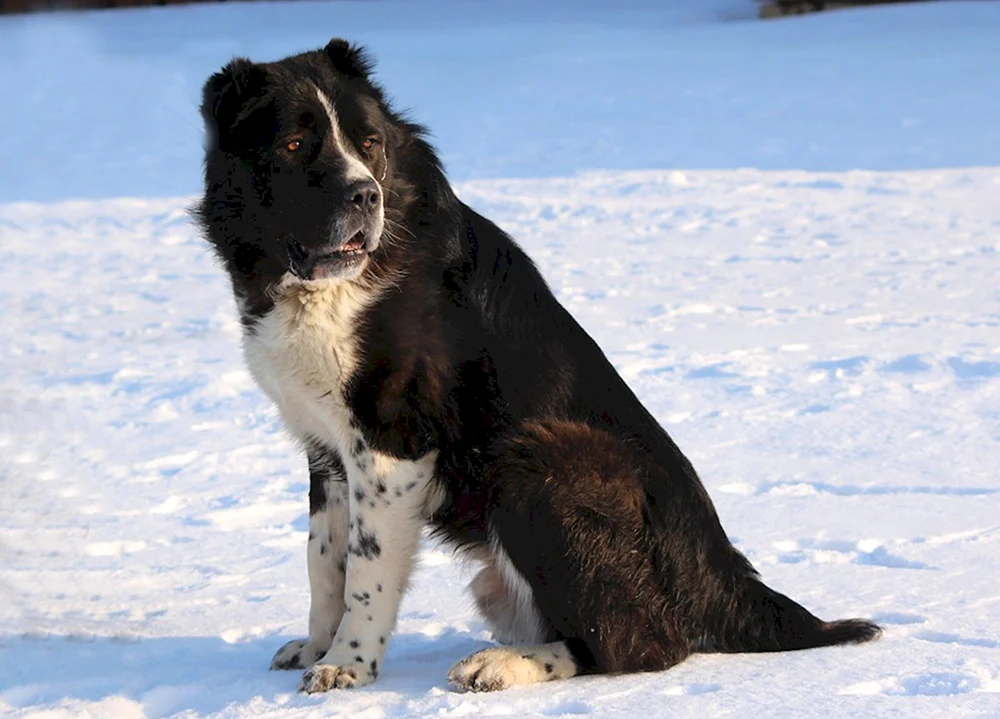 Mittelasiatischer Schäferhund Black