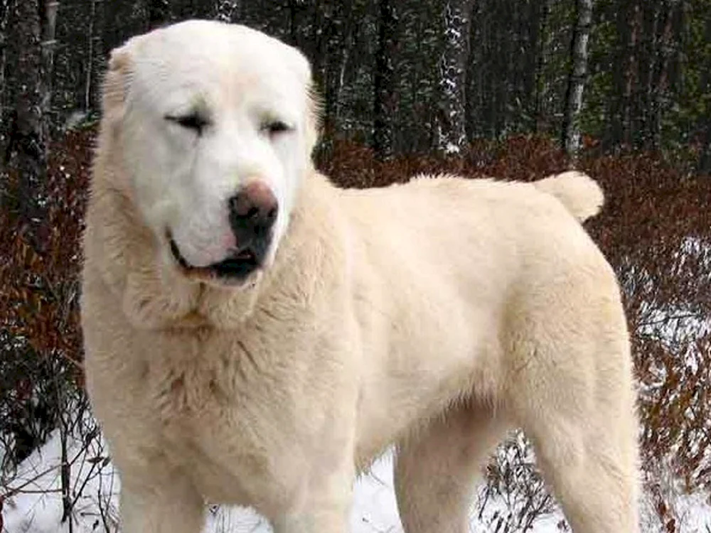 Mittelasiatischer Schäferhund Kangal