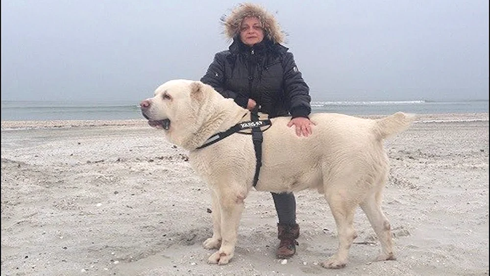 Mittelasiatischer Schäferhund Kangal