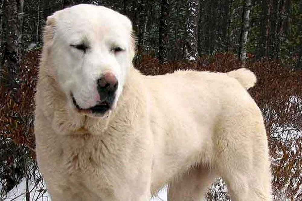 Mittelasiatischer Hirtenhund Kangal