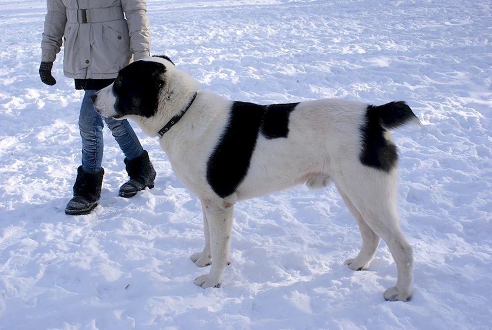 Mittelasiatischer Schäferhund alabai