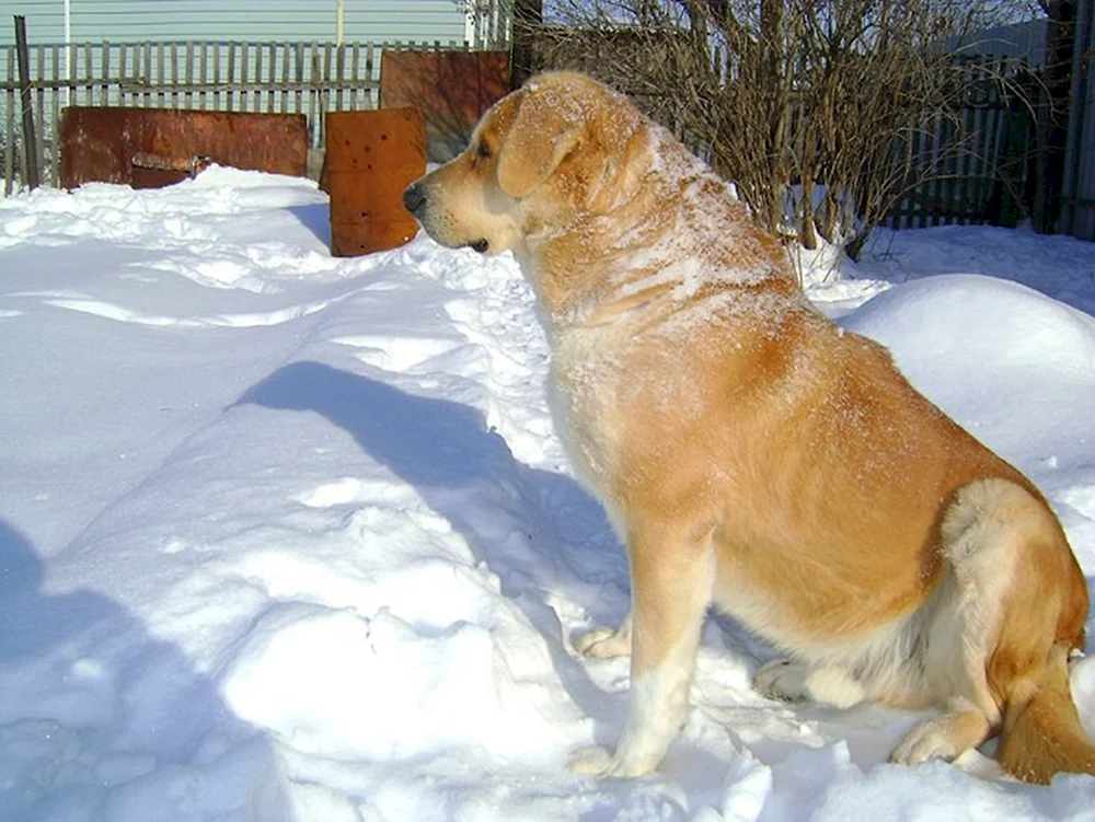 Mittelasiatischer Schäferhund Métis
