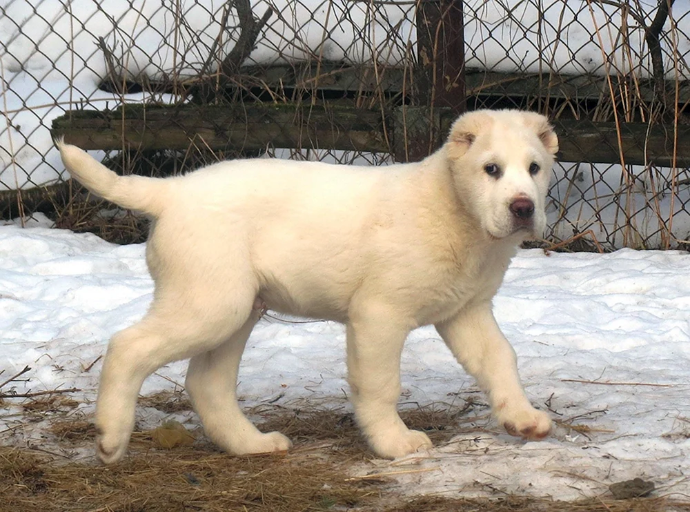 Mittelasiatischer Schäferhund-Mix