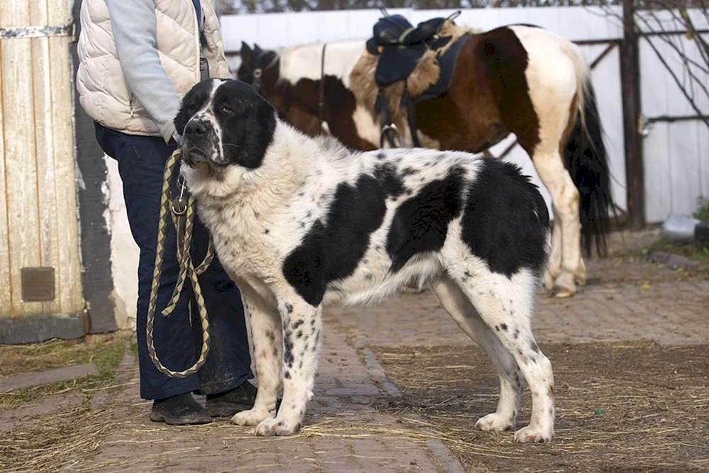Mittelasiatischer Schäferhund alabai